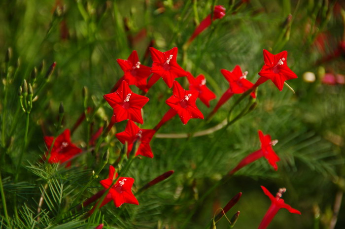茑萝Ipomoea quamoclit 茑萝Ipomoea quamoclit