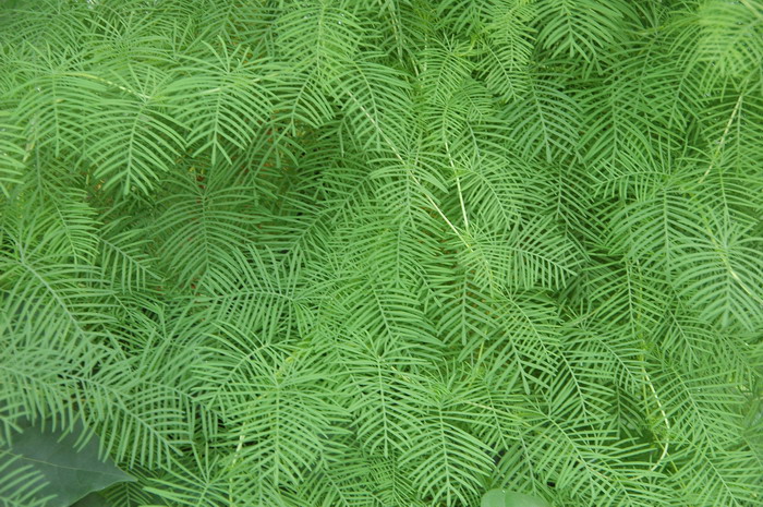 茑萝Ipomoea quamoclit 茑萝Ipomoea quamoclit