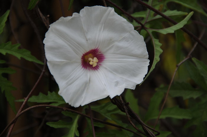 多裂鱼黄草Merremia dissecta 多裂鱼黄草Merremia dissecta