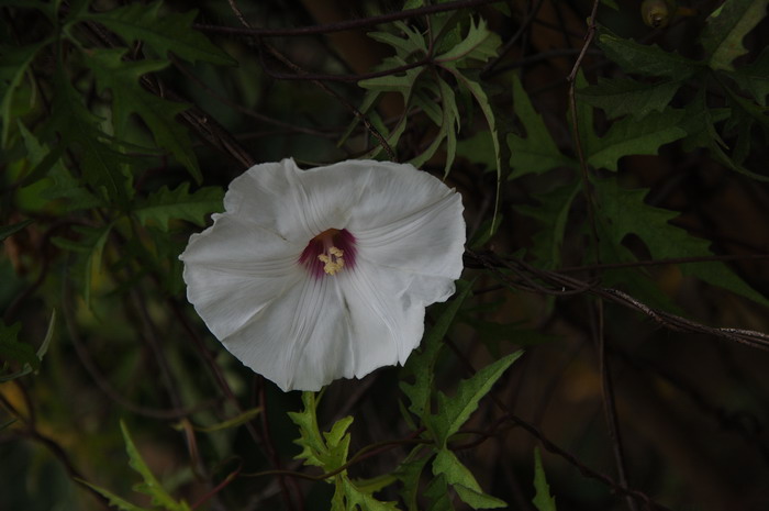 多裂鱼黄草Merremia dissecta 多裂鱼黄草Merremia dissecta