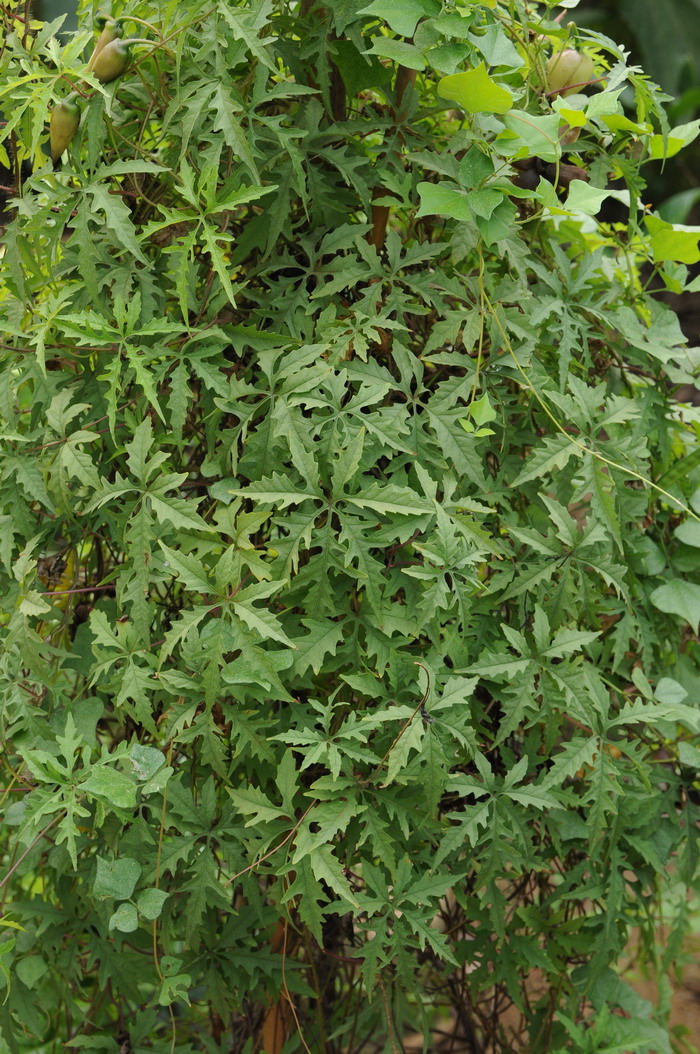 多裂鱼黄草Merremia dissecta 多裂鱼黄草Merremia dissecta