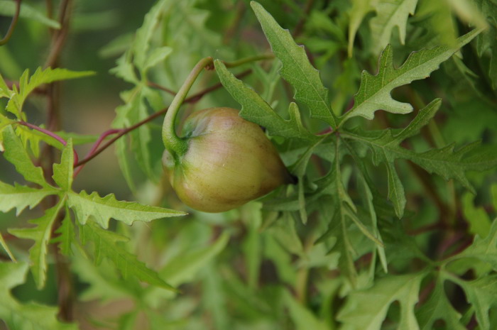 多裂鱼黄草Merremia dissecta