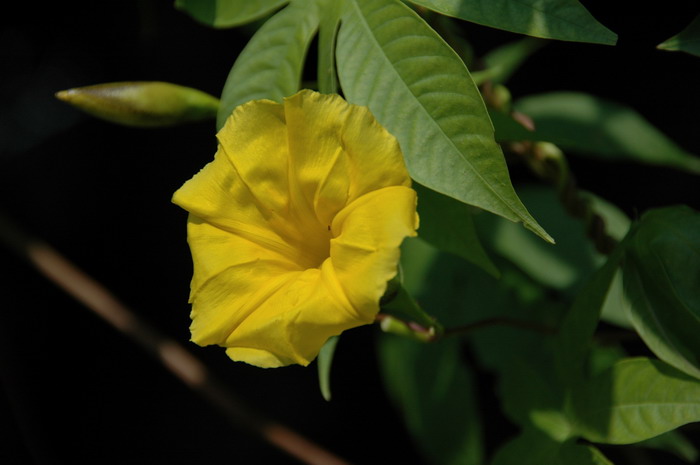 木玫瑰Merremia tuberosa 木玫瑰Merremia tuberosa