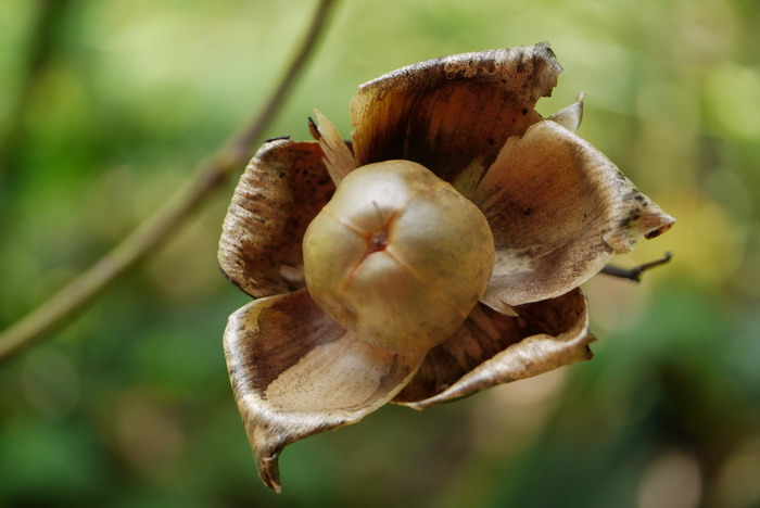 木玫瑰Merremia tuberosa 木玫瑰Merremia tuberosa