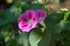 圆叶牵牛Ipomoea purpurea