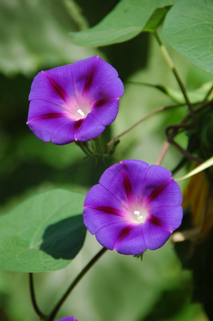 圆叶牵牛Ipomoea purpurea 圆叶牵牛Ipomoea purpurea