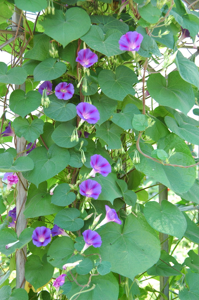 圆叶牵牛Ipomoea purpurea 圆叶牵牛Ipomoea purpurea