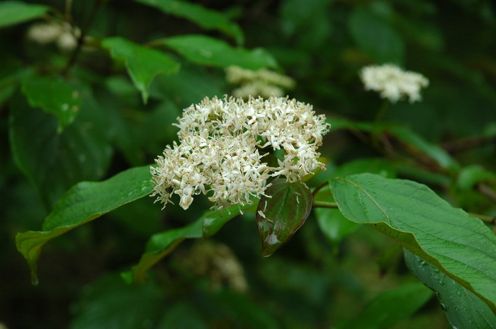 天蓝梾木Cornus amomum 天蓝梾木Cornus amomum