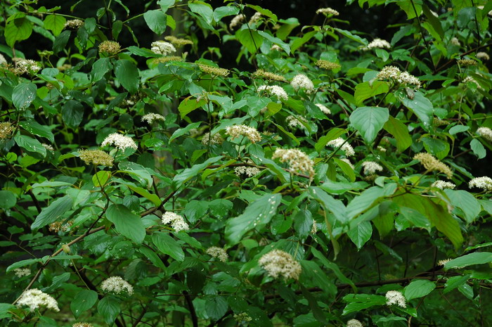 天蓝梾木Cornus amomum 天蓝梾木Cornus amomum