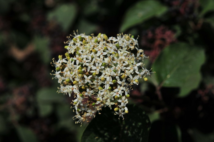 沙梾Cornus bretschneideri 沙梾Cornus bretschneideri
