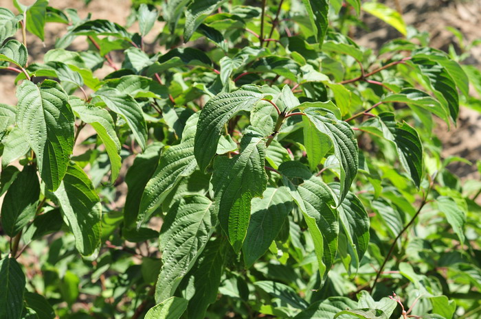 沙梾Cornus bretschneideri 沙梾Cornus bretschneideri