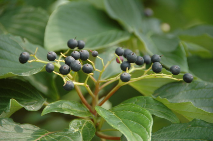 灯台树Cornus controversa 灯台树Cornus controversa