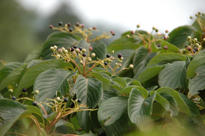 灯台树cornus controversa