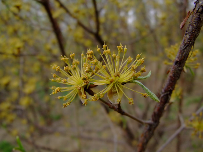 山茱萸Cornus officinalis 山茱萸Cornus officinalis