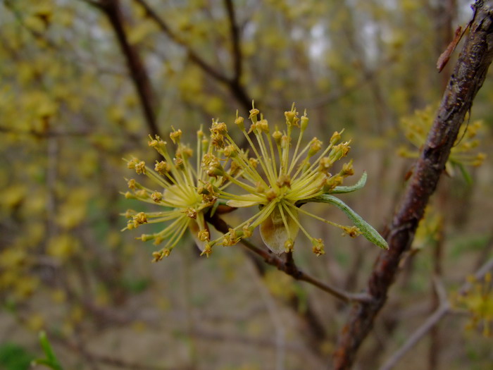 山茱萸Cornus officinalis