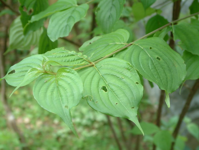 山茱萸Cornus officinalis 山茱萸Cornus officinalis