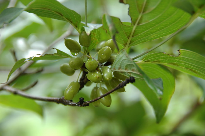 山茱萸Cornus officinalis