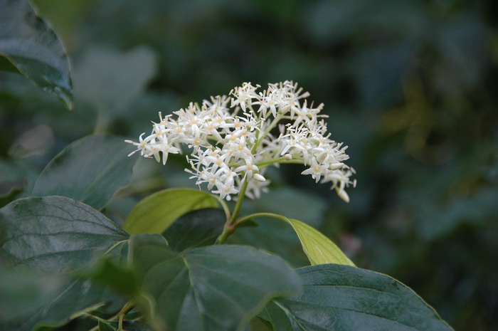 毛梾Cornus walteri