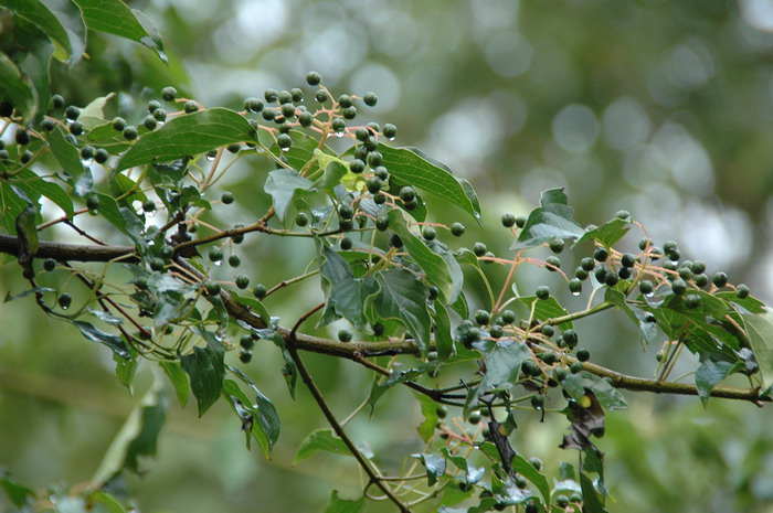 毛梾Cornus walteri