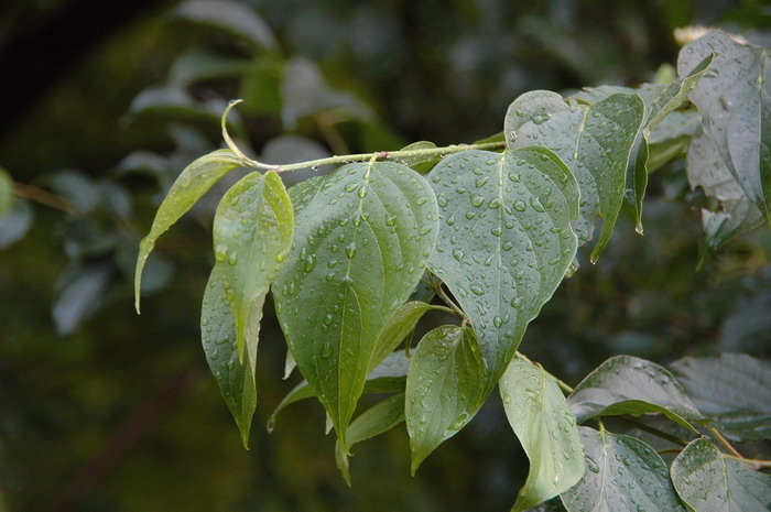 毛梾Cornus walteri 毛梾Cornus walteri