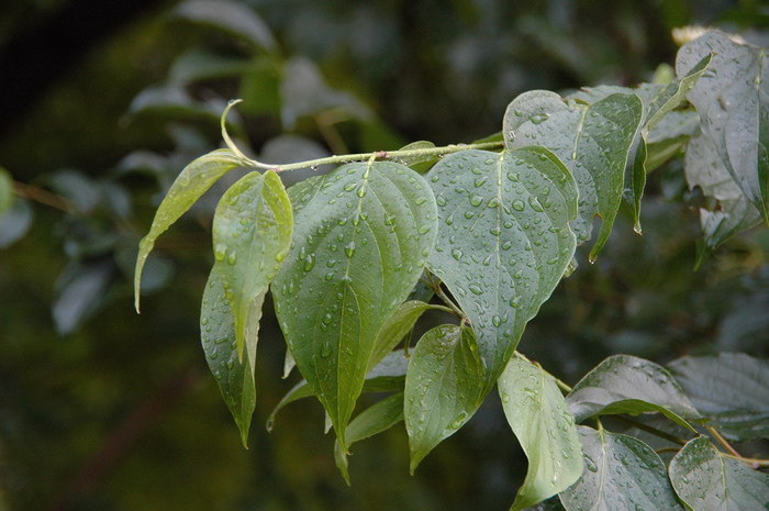 毛梾Cornus walteri