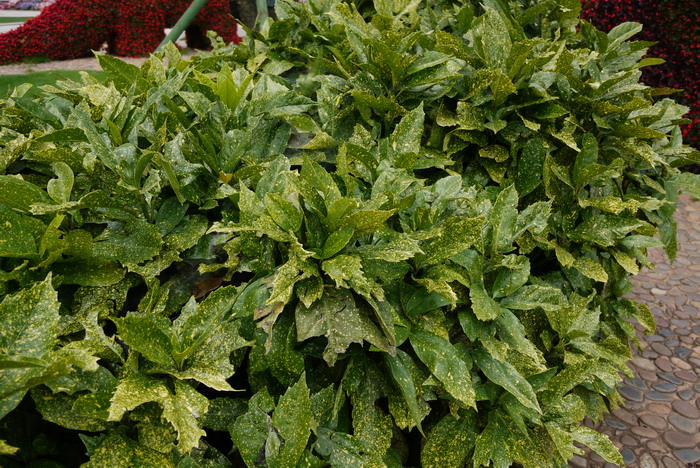 洒金桃叶珊瑚Aucuba japonica var. variegata 洒金桃叶珊瑚Aucuba japonica var. variegata