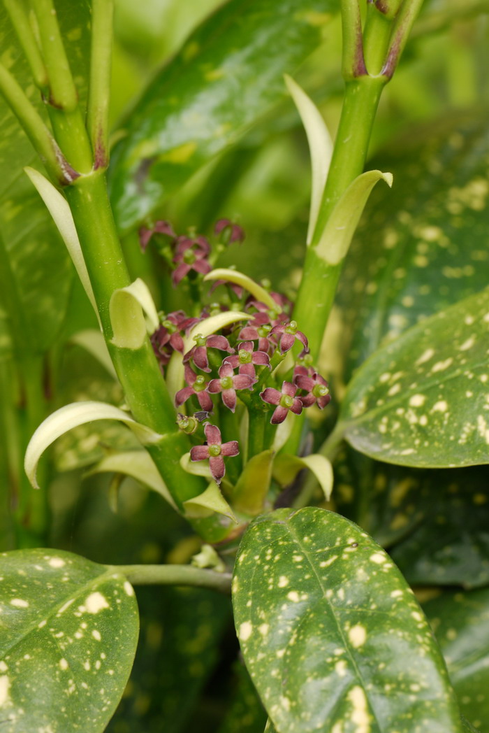洒金桃叶珊瑚Aucuba japonica var. variegata 洒金桃叶珊瑚Aucuba japonica var. variegata