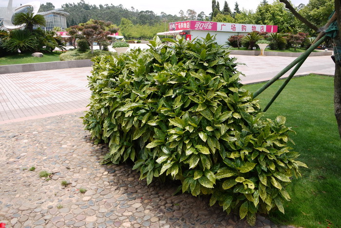 洒金桃叶珊瑚Aucuba japonica var. variegata 洒金桃叶珊瑚Aucuba japonica var. variegata