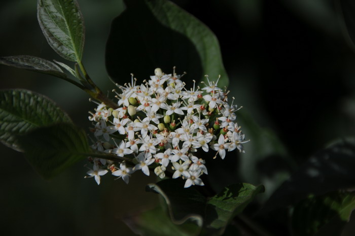 红瑞木Cornus alba 红瑞木Cornus alba