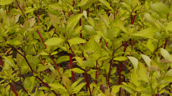 金叶红瑞木Cornus alba ‘Aurea’ 金叶红瑞木Cornus alba ‘Aurea’