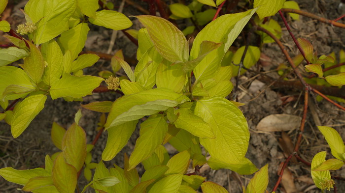 金叶红瑞木Cornus alba ‘Aurea’ 金叶红瑞木Cornus alba ‘Aurea’