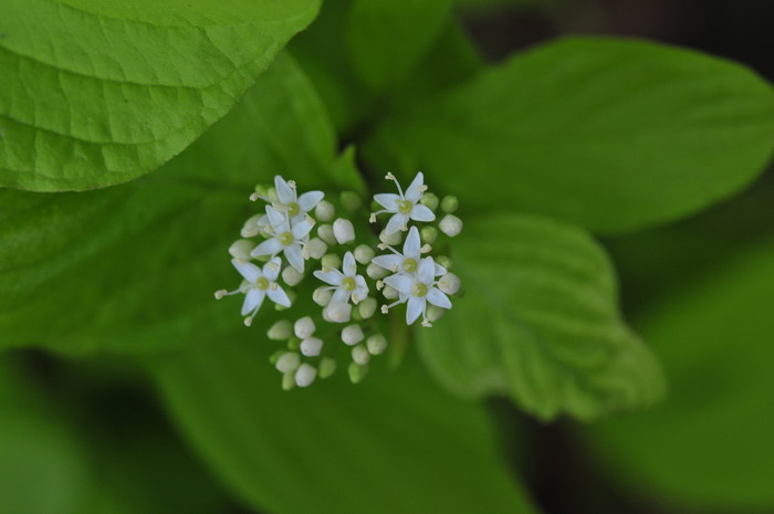西伯利亚红瑞木Cornus alba ‘Sibirica’ 西伯利亚红瑞木Cornus alba ‘Sibirica’
