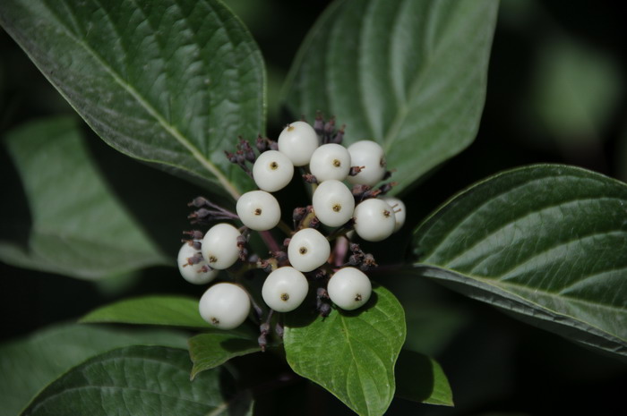 红瑞木Cornus alba 红瑞木Cornus alba