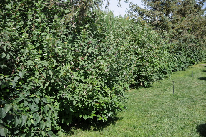 红瑞木Cornus alba 红瑞木Cornus alba