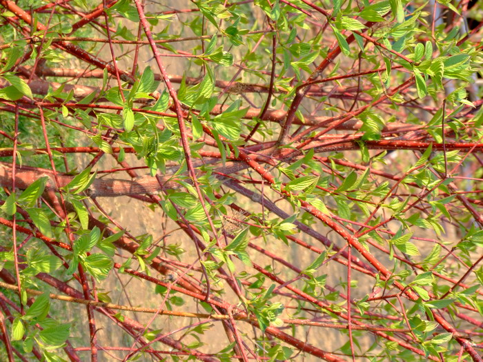 红瑞木Cornus alba 红瑞木Cornus alba