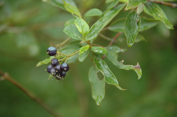 欧洲红瑞木Cornus sanguinea 欧洲红瑞木Cornus sanguinea