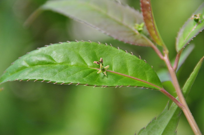 中华青荚叶Helwingia chinensis 中华青荚叶Helwingia chinensis