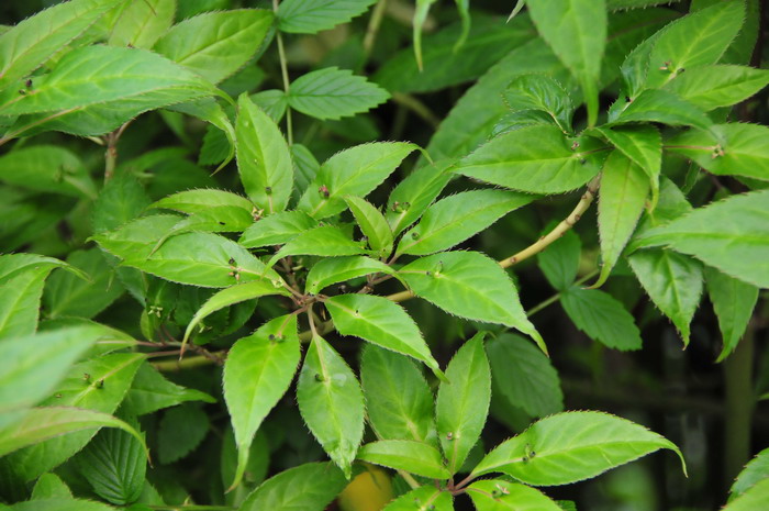 中华青荚叶Helwingia chinensis 中华青荚叶Helwingia chinensis