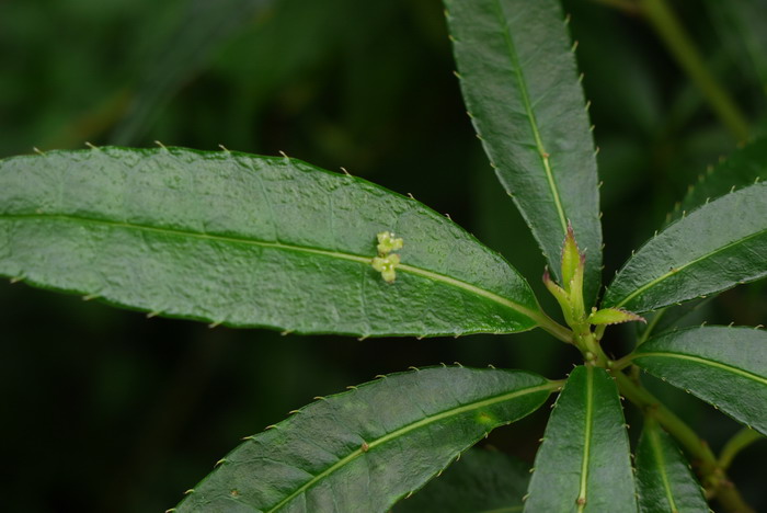 西域青荚叶 Helwingia himalaica 西域青荚叶 Helwingia himalaica