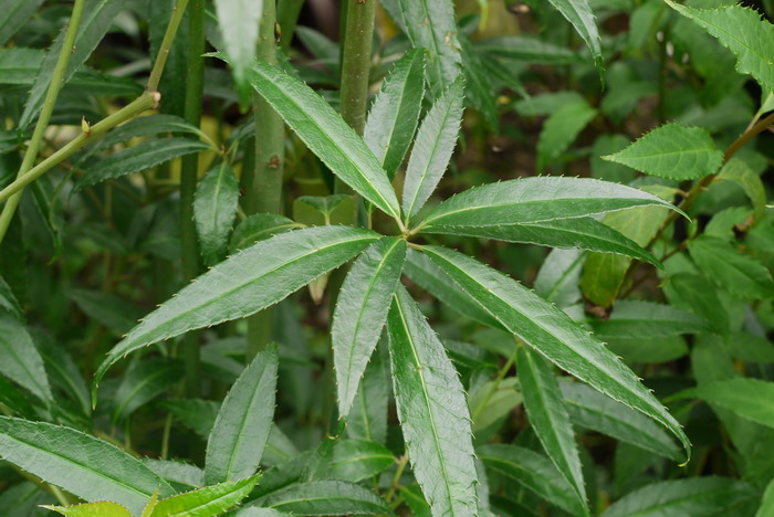 西域青荚叶 Helwingia himalaica