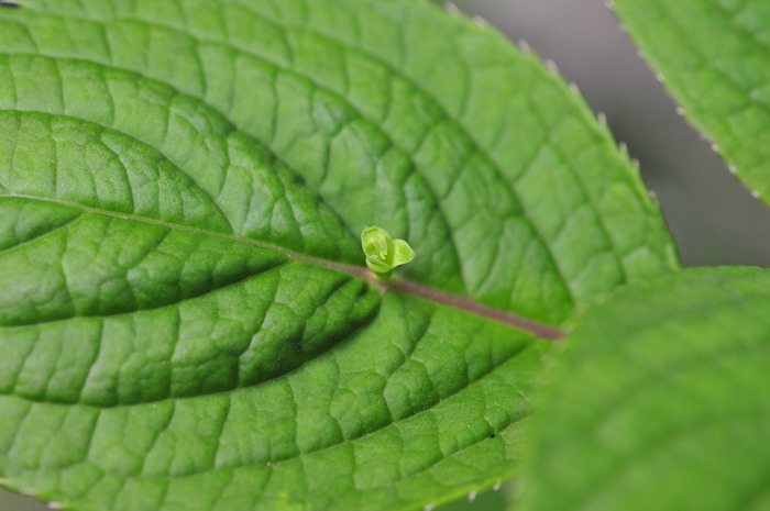 青荚叶Helwingia japonica 青荚叶Helwingia japonica