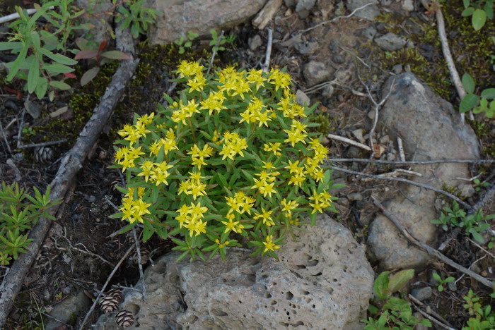 费菜Phedimus aizoon 费菜Phedimus aizoon