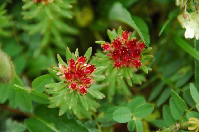 长白红景天Rhodiola angusta 长白红景天Rhodiola angusta