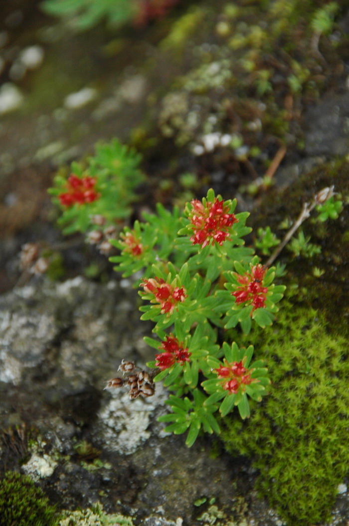 长白红景天Rhodiola angusta 长白红景天Rhodiola angusta
