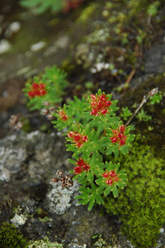 长白红景天Rhodiola angusta