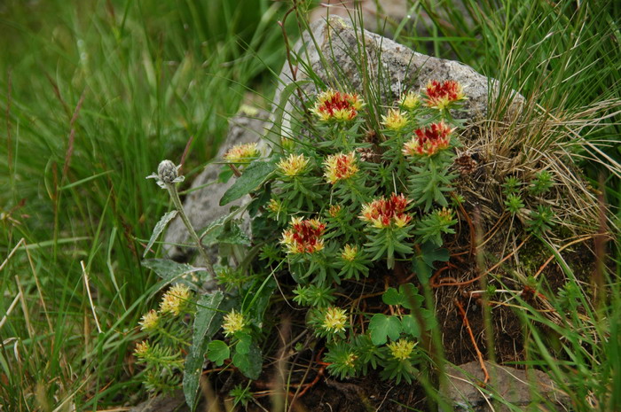 长白红景天Rhodiola angusta 长白红景天Rhodiola angusta