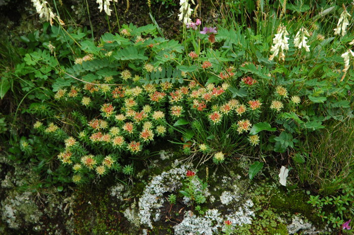 长白红景天Rhodiola angusta 长白红景天Rhodiola angusta