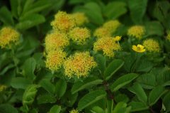 高山红景天 Rhodiola cretinii subsp. sinoalpina