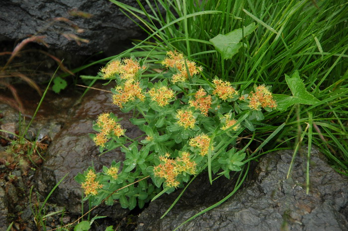 高山红景天 Rhodiola cretinii subsp. sinoalpina 高山红景天 Rhodiola cretinii subsp. sinoalpina