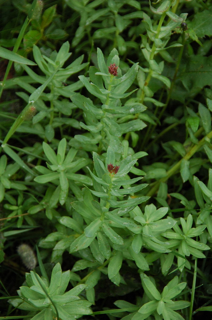 高山红景天 Rhodiola cretinii subsp. sinoalpina 高山红景天 Rhodiola cretinii subsp. sinoalpina